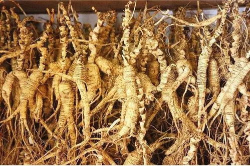 長白山黑參 五載沉淀，鮮食營養三倍于干品