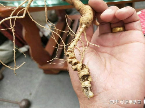 野山參、種植人參與黑參 三者之別與產品解析